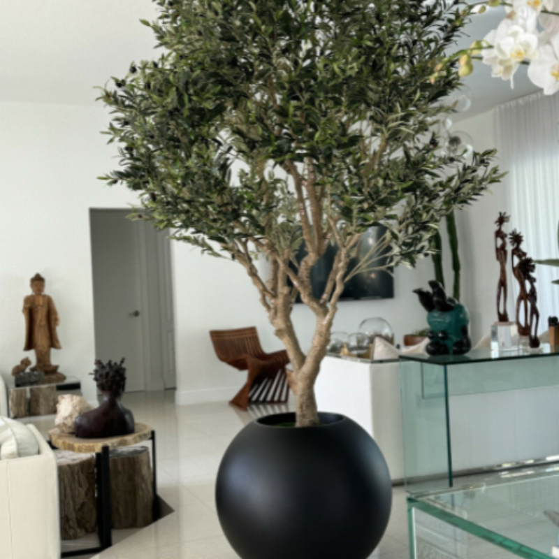 Olive Tree in Matte Black Pot