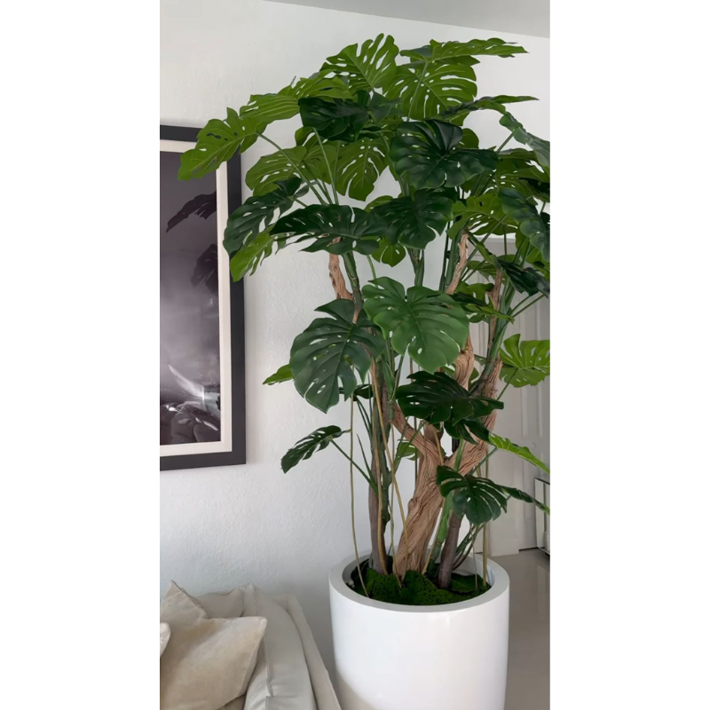 Monstera Plant in Glossy White Pot