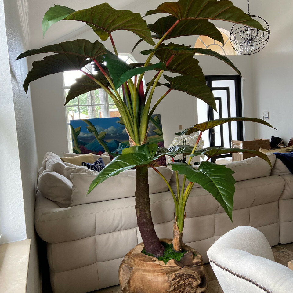 Large teak bowl with Alocasia plant.