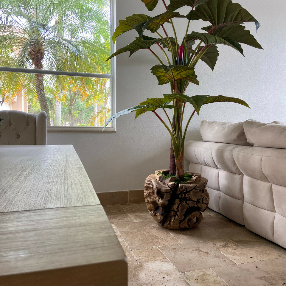 Large teak bowl with Alocasia plant.