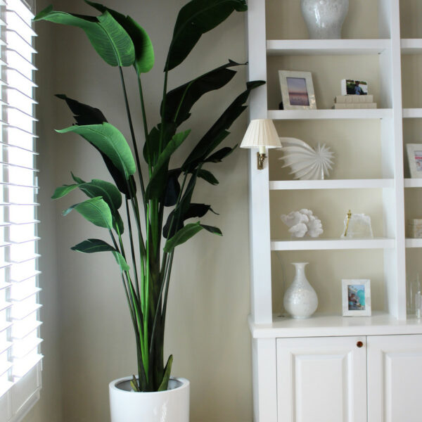 2.70 m Bird of Paradise with Ben Planter in Glossy White