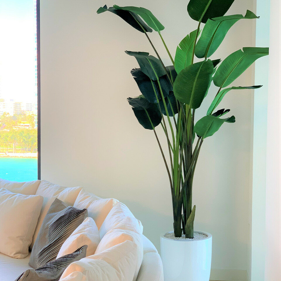 2.74 m Bird of Paradise in Glossy White Ben Pot