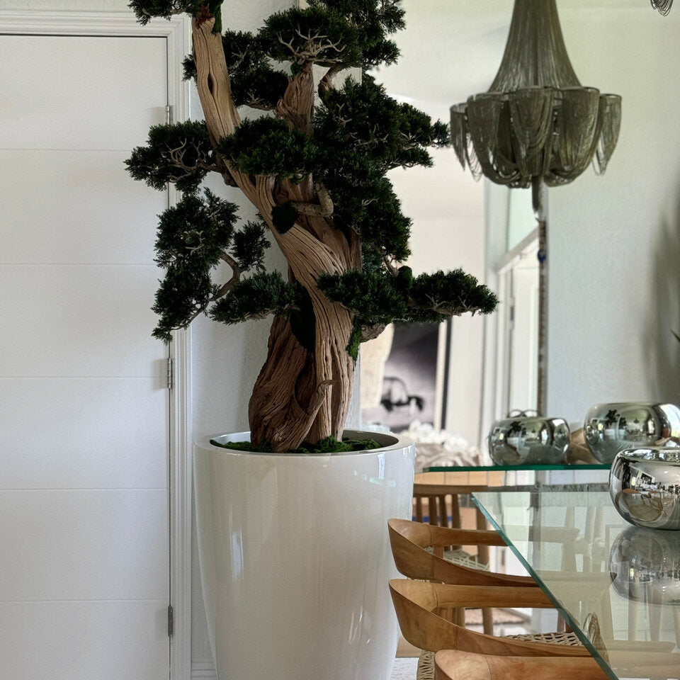 Large Bonsai in Brannan Planter