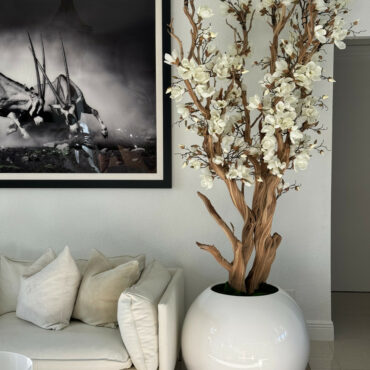 White Magnolia Tree in Glossy White Sphere Pot, 0.76 m