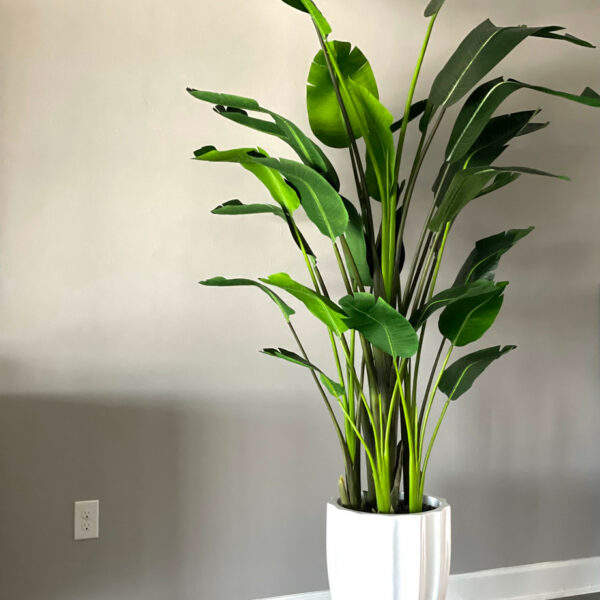 The Alicante planter in glossy white with a 2.74m Bird of Paradise.